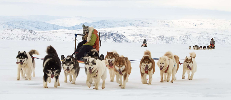 Deux traineaux à chiens et une motoneige circulent dans un paysage enneigé du Grand Nord.